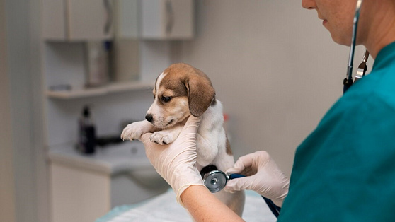 Ветеринары Югры могут получить специальность собачьего кардиолога и стоматолога