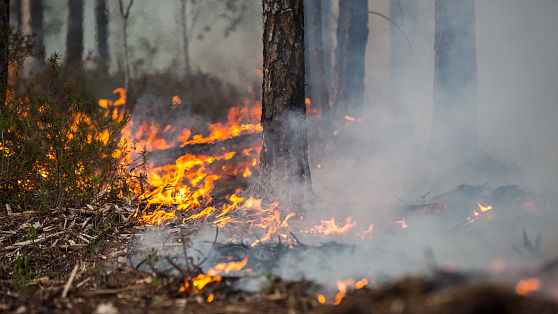 В Югре площадь лесных пожаров сократилась до 6 гектаров