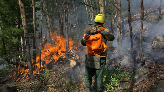 Причиной лесного пожара в Берёзовском районе стала гроза