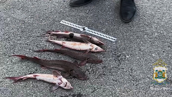 Двое жителей Нижневартовска наловили краснокнижной рыбы на 2 000 000 рублей