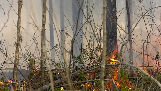 В Сургутском районе ищут поджигателя леса