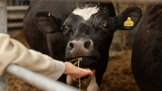 В Югре продолжается работа по профилактике вируса лейкоза крупного рогатого скота