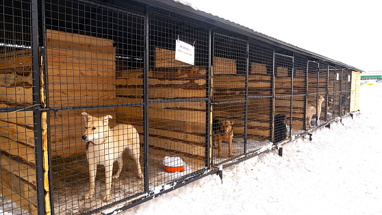 Приюты для бездомных животных в Югре получат господдержку