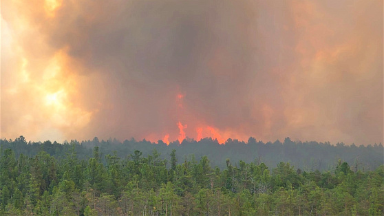 Специалисты сравнили динамику лесных пожаров в Югре с прошлым годом
