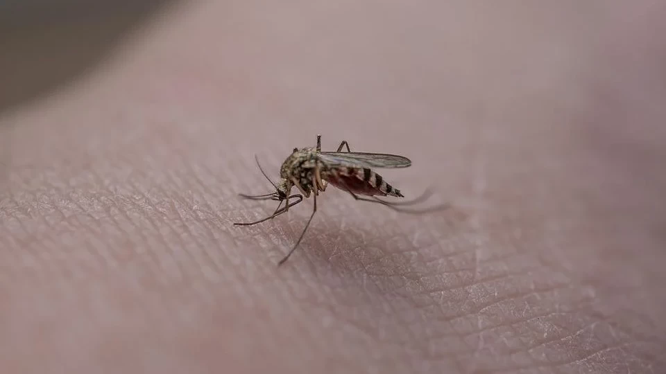 Учёные прогнозируют нашествие комаров и мошек в Югре