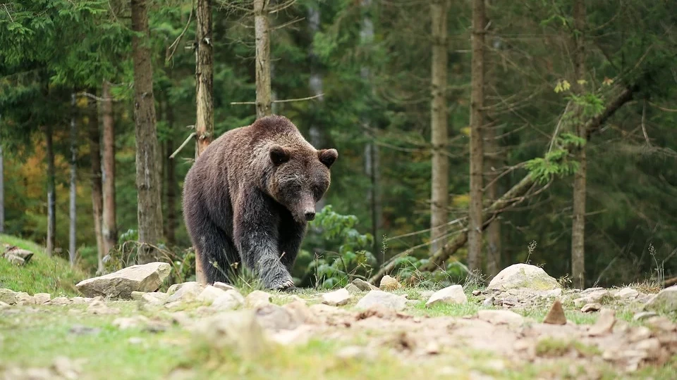 В Югре активизировались медведи