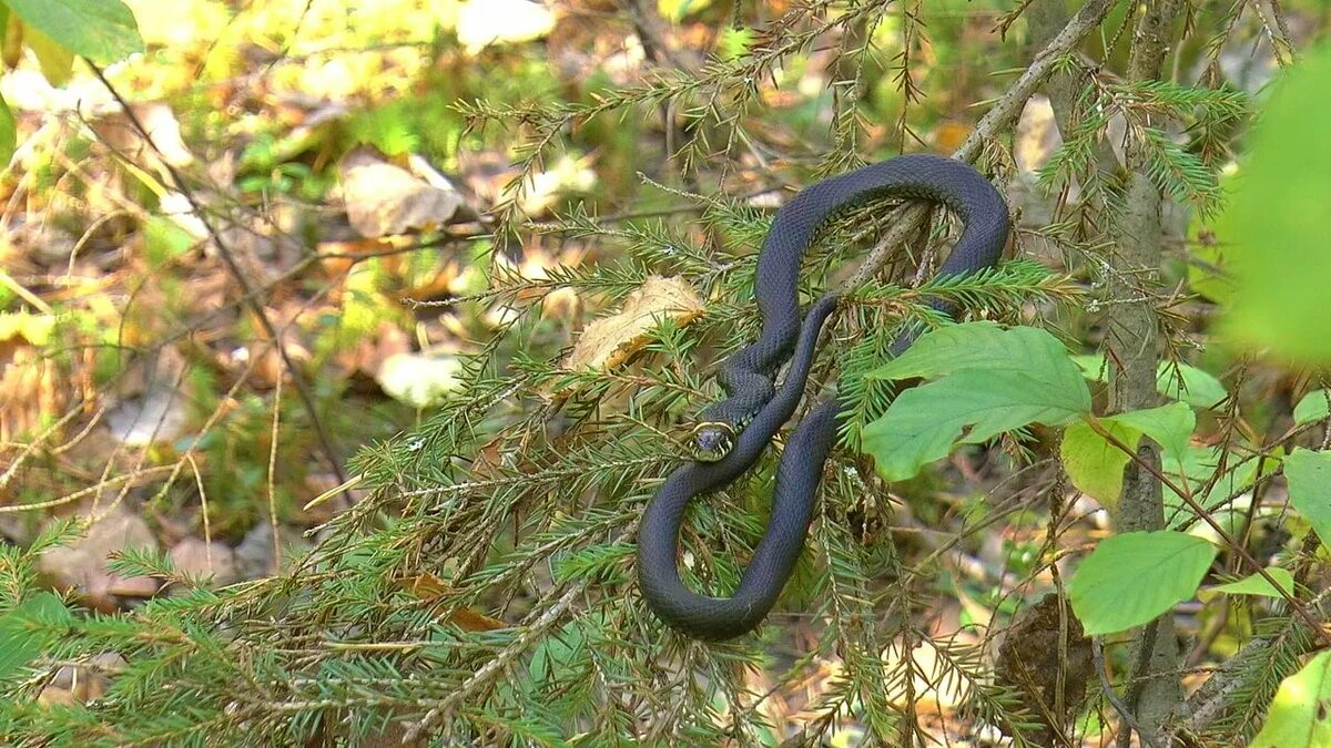 Змеи владимирской области фото и названия