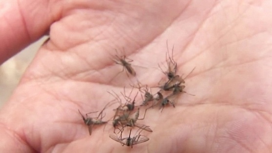 В Нягани установили «умные» ловушки для комаров 