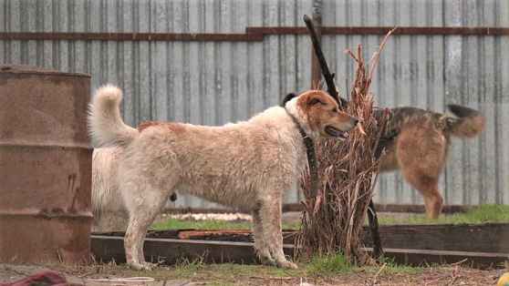 Югорчанка организовала незаконный приют для собак