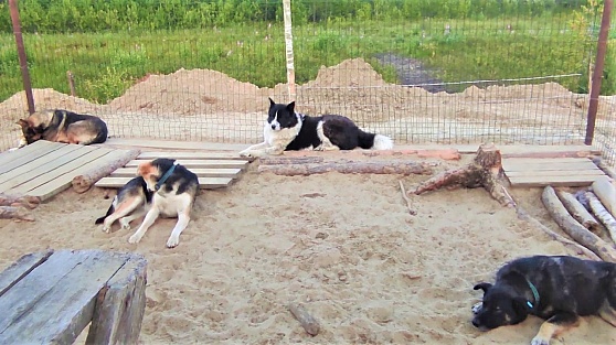 Недалеко от Сургута «Белый Бим» собрал бродячих собак под одной крышей
