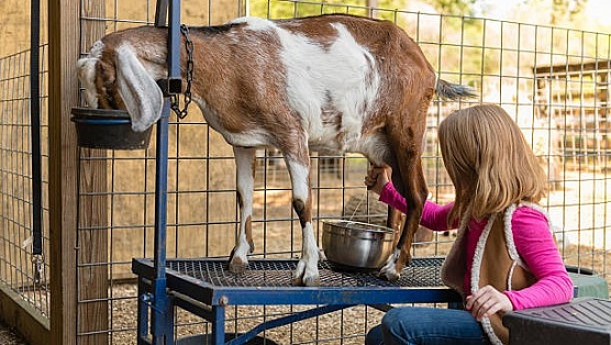 На экоферме в Радужном югорчане смогут научиться доить коз