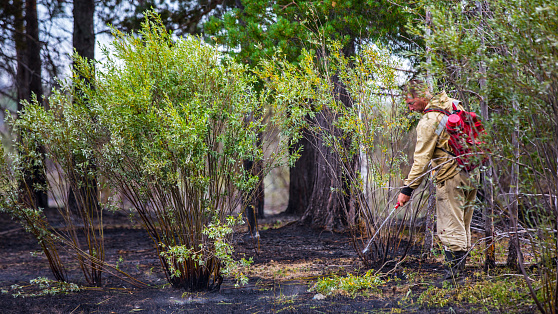 Югра получит компенсацию за тушение лесных пожаров