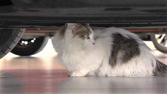 В Сургуте нашли дом котёнку, который приехал с Ямала под капотом машины