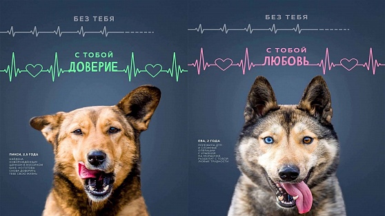 Ханты-мансийские бездомные собаки стали фотомоделями