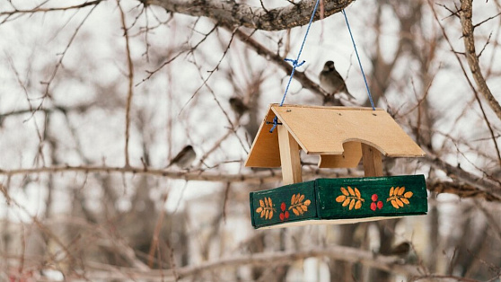 Жителей Югры просят подкормить птиц в весенний период