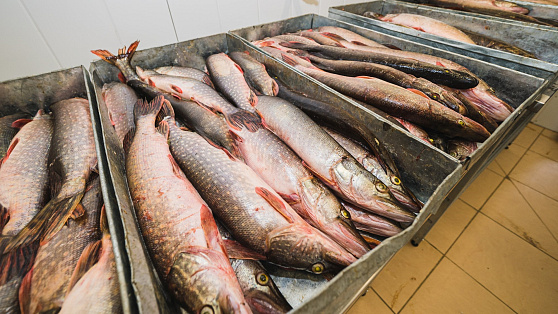 В Югре готовятся к расширению производства рыбной продукции