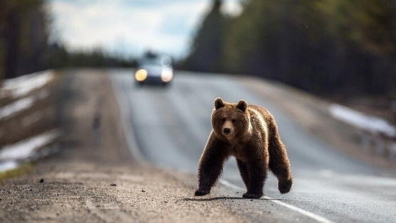 Медведей и лосей встречают югорчане на трассах