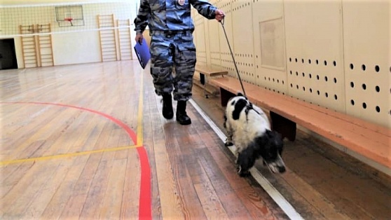 В Сургуте служебные собаки проверили 5 детских садов