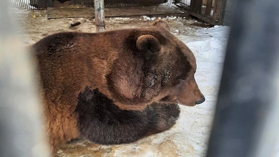 Медведь Степан впал в спячку в конце ноября