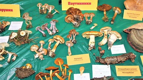 Рядом с Ханты-Мансийском открылся музей грибов