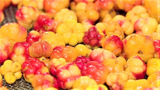 «Царская ягода»: в Нижневартовском районе начался сезон сбора морошки