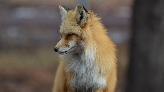 В Ханты-Мансийске зафиксировали подтверждённый случай бешенства у лисицы