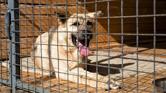 «Штрафстоянка» для собак - как защитить питомца от попадания в отлов