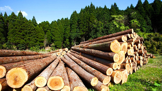 Югорскую древесину будут передавать для нужд Минобороны России