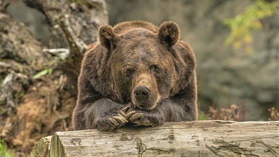 В Ханты-Мансийске группа отлова ищет медведя, который гуляет по городу