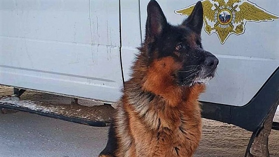 В Югре ищут хозяина для полицейской собаки