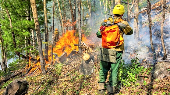 Больше всего лесных пожаров зафиксировали в Берёзовском районе