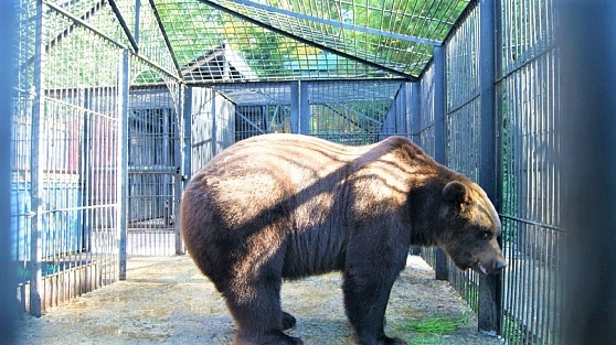 Медведь Степан из Шапши ждёт на праздник