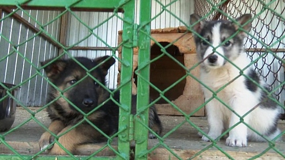 Югорчане за два месяца взяли из приютов 150 собак