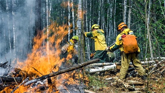 В Югре стараются установить контроль над лесными пожарами, где пламя с низов поднимается на кроны деревьев