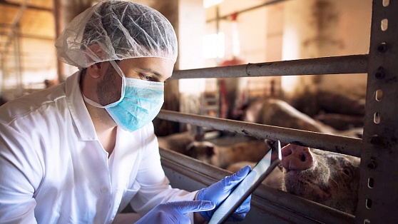 В Нягани ликвидируют очаг африканской чумы свиней