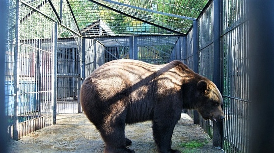 Югорчан пригласили на «День рождения медведя Степана»