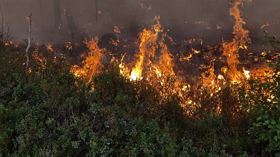 Авиалесоохрана спрогнозировала риски лесных пожаров в Югре
