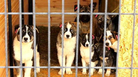 В Когалыме открыли приют для бездомных собак