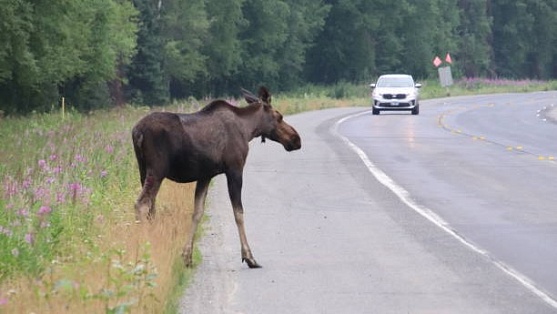 Югорских автомобилистов предупредили о диких животных на трассах