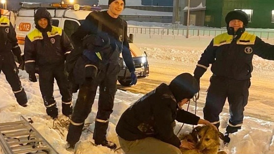В Нижневартовске спасли собаку, попавшую в колодец