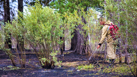 В Югре локализовали почти все природные пожары