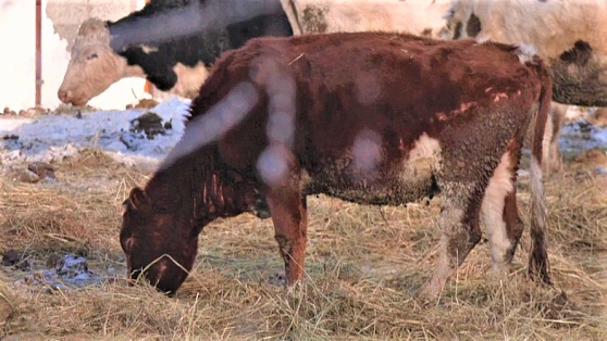 Ферма на карантине: в Нефтеюганском районе животноводческое хозяйство терпит крах из-за эпидемии лейкоза