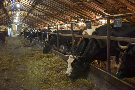  В Югре на лейкоз проверили больше 600 коров