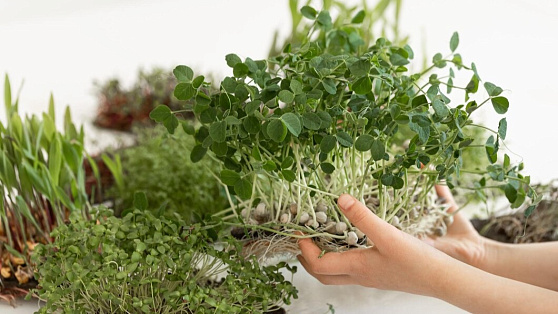 В СурГУ знают, как вырастить микрозелень без почвы