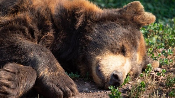Депутат Думы Югры обратился в полицию на счет убийства медвежонка на трассе