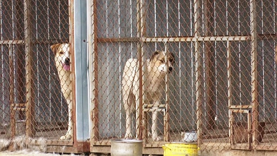 В Нягани для бездомных собак появится «территория-прибежище»