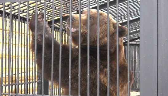 В Ханты-Мансийске готовятся к празднованию дня рождения медведя Степана