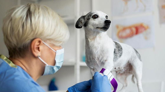 Ветеринары из Югры помогли вакцинировать бездомных и домашних животных в Макеевке
