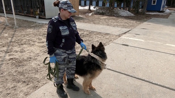 В Сургуте полицейские собаки-пенсионеры нашли новый дом