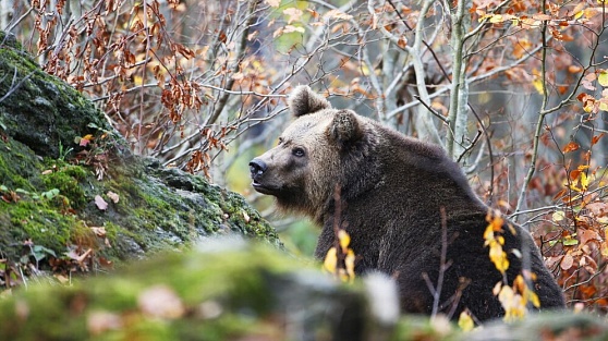 В соцсетях сообщили о медведе в городской черте Ханты-Мансийска
